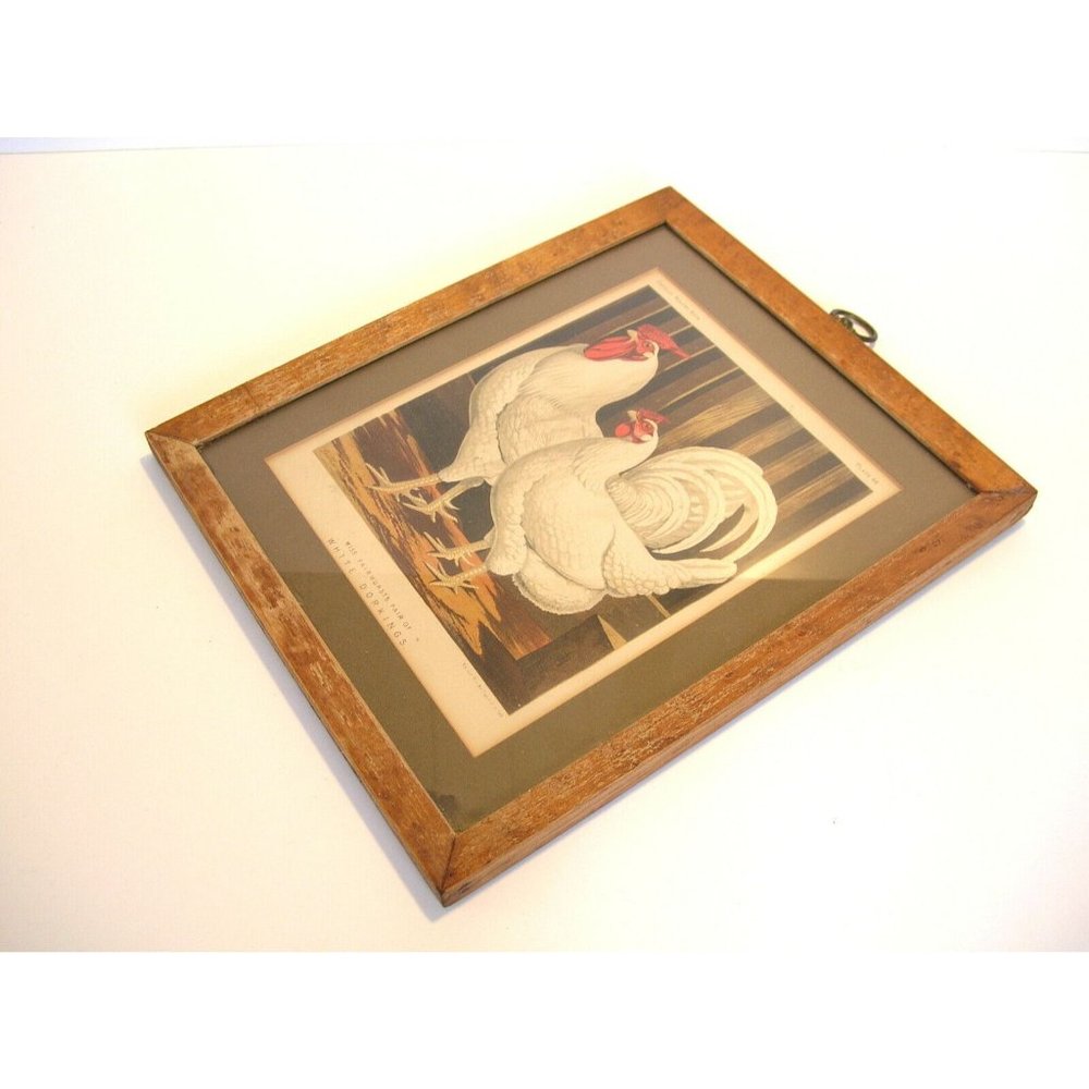 Rooster and Hen Antique Print Framed Miss Fairhurst's Pair of White Dorkings - Picture 4 of 4